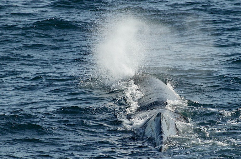 Potvis op zee tijdens de oversteek van Spitsbergen naar Oost-Groenland.