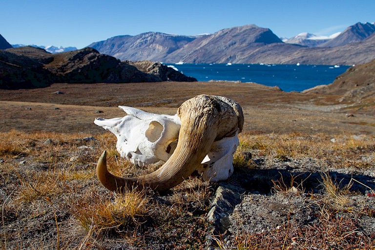 Muskusosschedel op Blomsterbugt, Oost-Groenland.