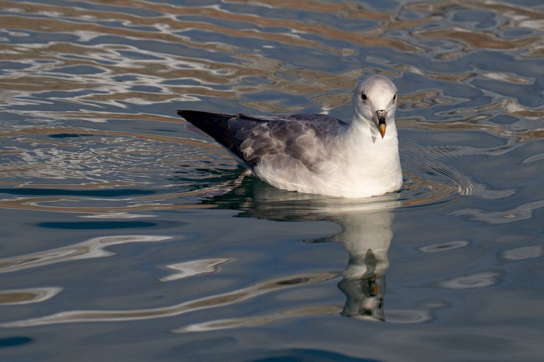Noordse stormvogel met weerspiegeling.
