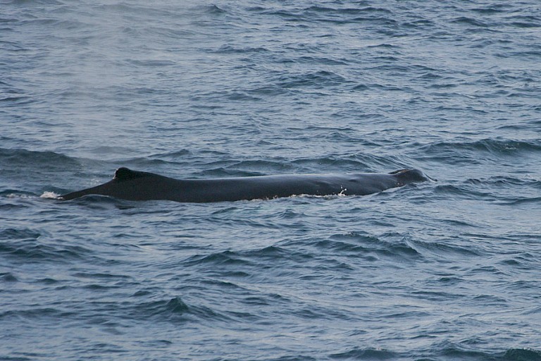 Bultrug in de Diskobaai.