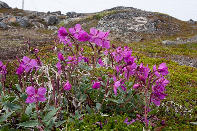 Breedbladig wilgenroosje in bloei.