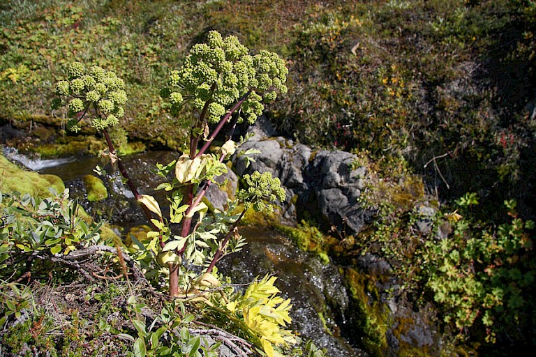 Grote engelwortel groeit weelderig aan de zuidkust van Disko-eiland.
