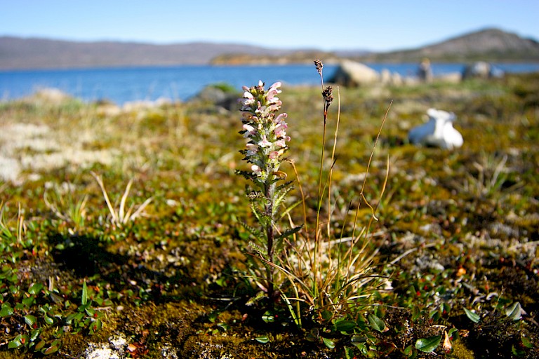 Landschap bij de ingang naar de Kangerlussuaqfjord met Harig kartelblad.