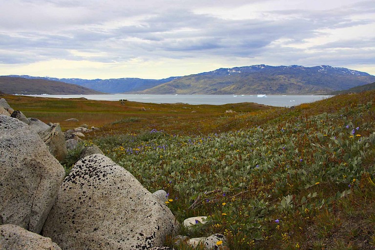Bloemrijke vallei langs de Itilleqfjord