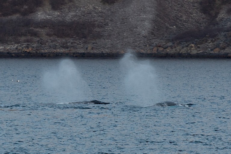 Twee Bultuggen met typische ademwolk.