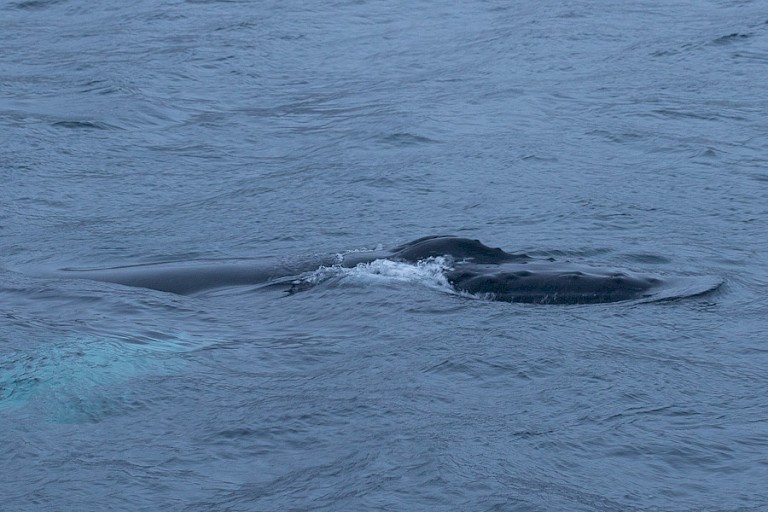 Naast het schip zwemmende Bultrug.