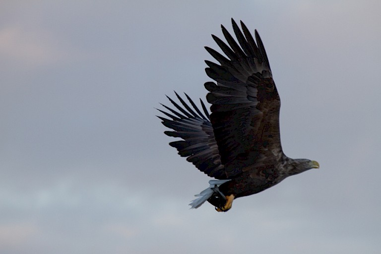 Zeearend met een haring.