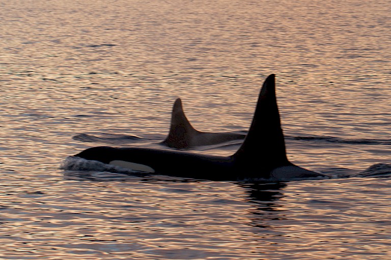 Een mannelijke en vrouwelijke Orka.