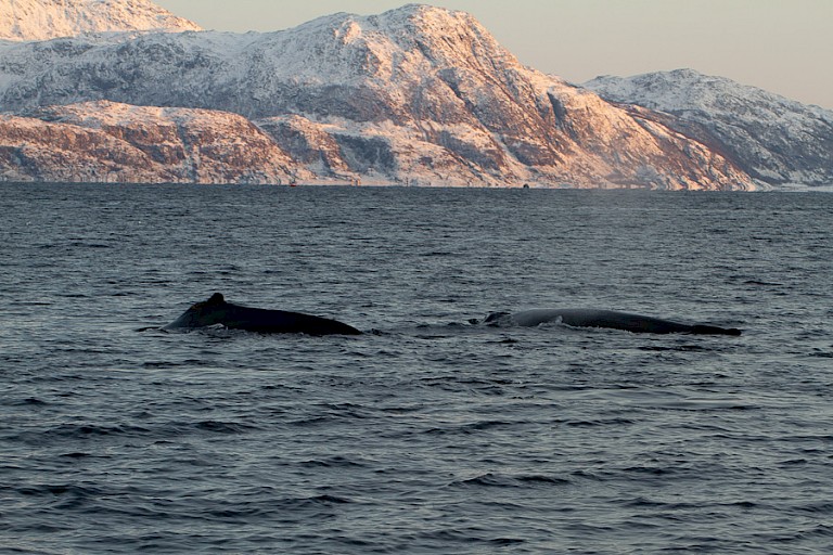 Twee Bultruggen duiken op.