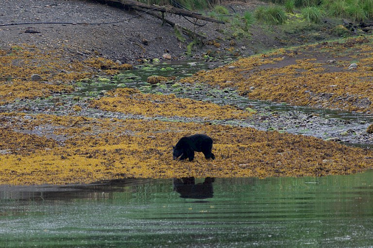 Zwarte beer aan de oever van de fjord.