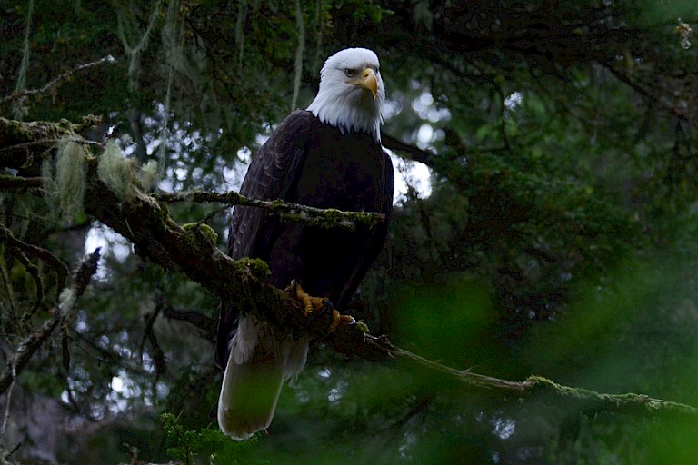 Een Amerikaanse zeearend op de uitkijk in een boom langs de oever.