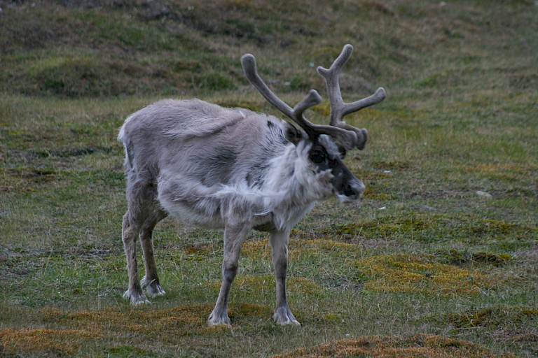 Spitsbergen rendier op Alkhornet (Spitsbergen).