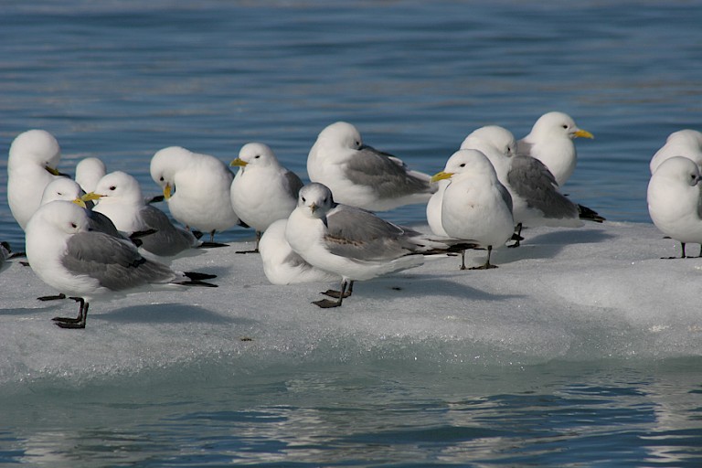 Drieteenmeeuwen op het ijs.
