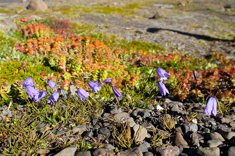 Grasklokje en Rozenwortel bij de warme bron in Romerfjord.