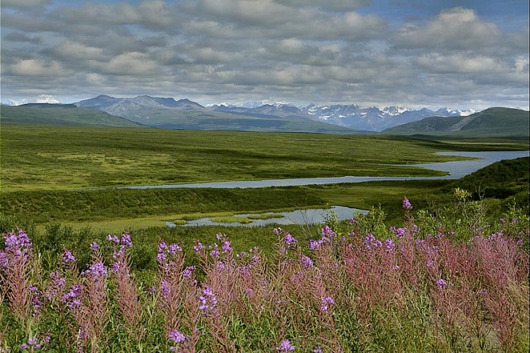 Denali Higway