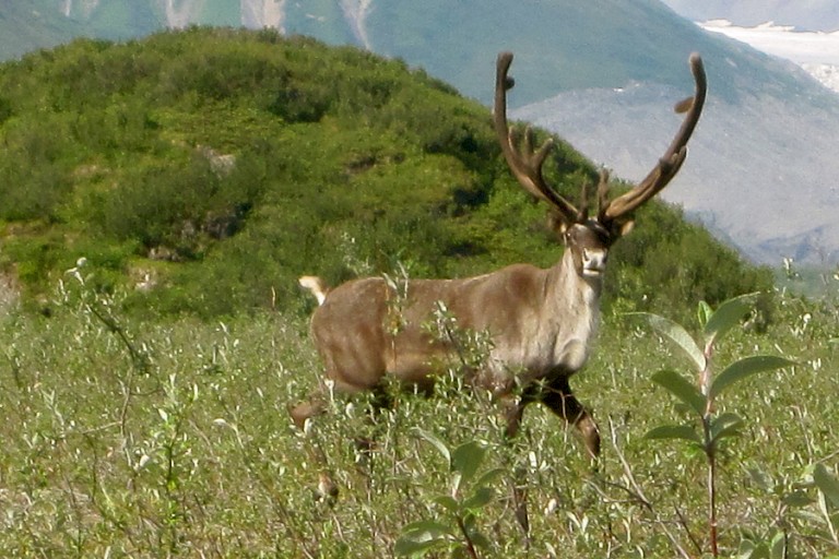 Wapiti in Denali NP