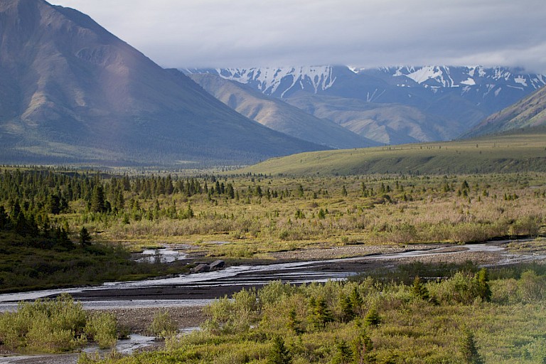 Landschap van Denali NP.