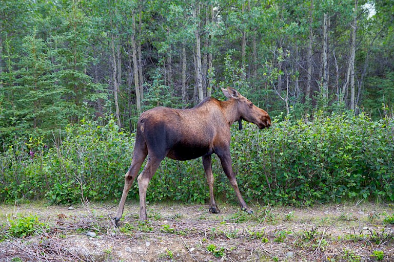 Eland langs de weg