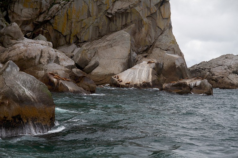 Pelsrobben liggen op de rotsen te rusten