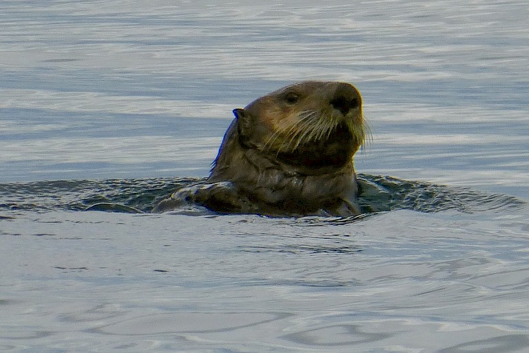 Zeeeotter bij Seward