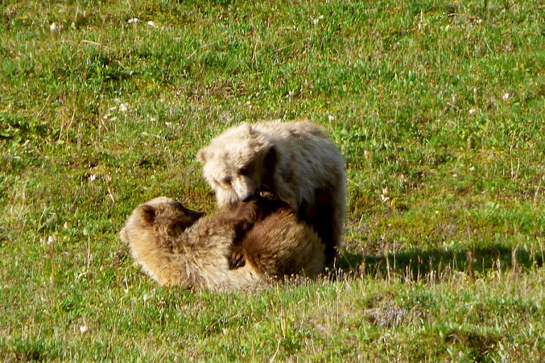 Twee stoeiende Grizzly jongen.