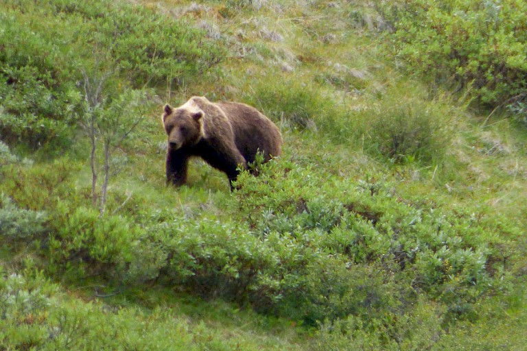 Grizzly.
