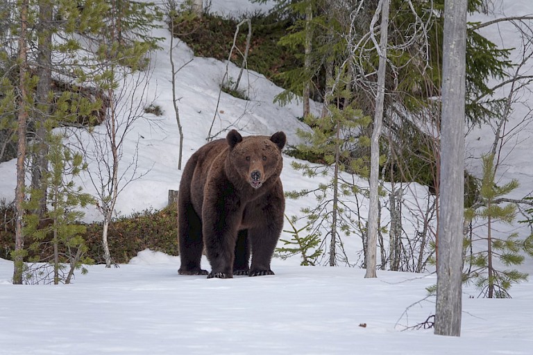 In april / mei ontwaken de beren.