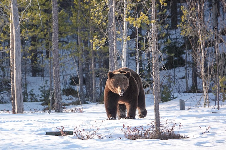 Op zoek naar voedsel in de nog winterse omgeving (mei).
