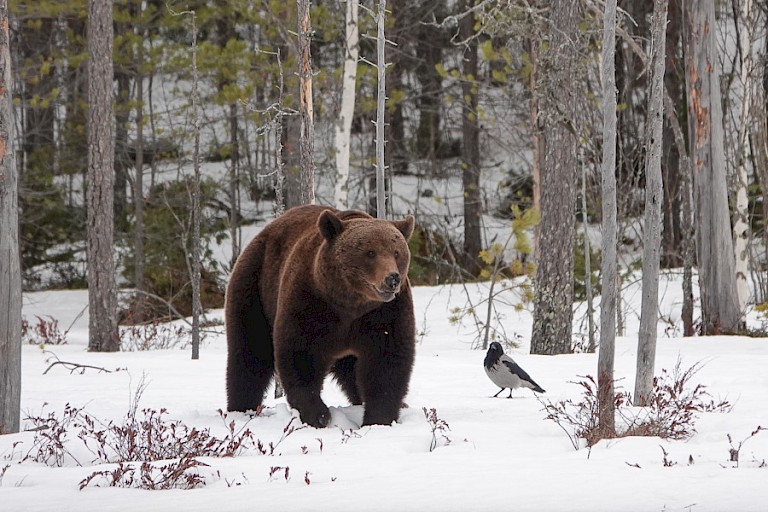 Beer op zoek naar voedsel. (mei).