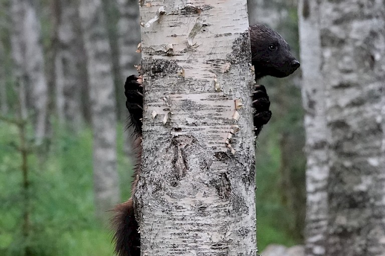 Klimmende Veelvraat gezien vanuit de observatiehut.