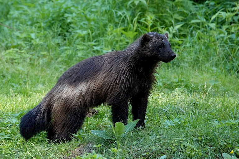 Veelvraat gezien vanuit de observatiehut.