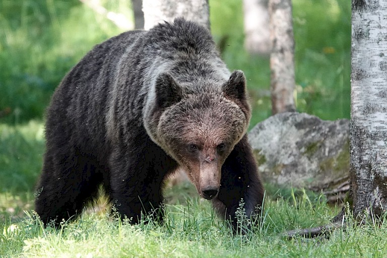 Bruine beer bij de observatiehut.
