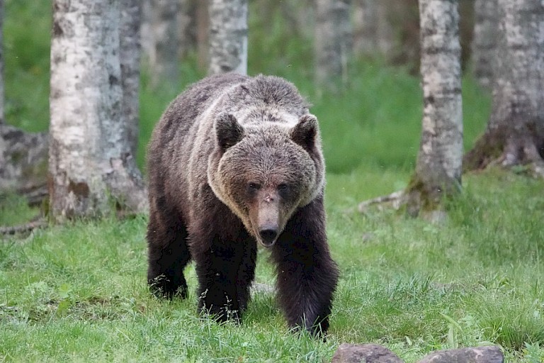 Een van de grote Bruine beren benadert de observatiehut.