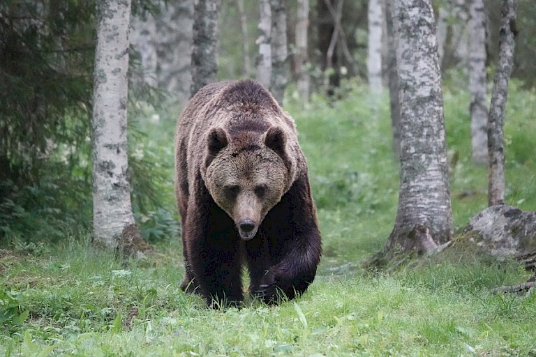 Bruine beer bij de observatiehut.