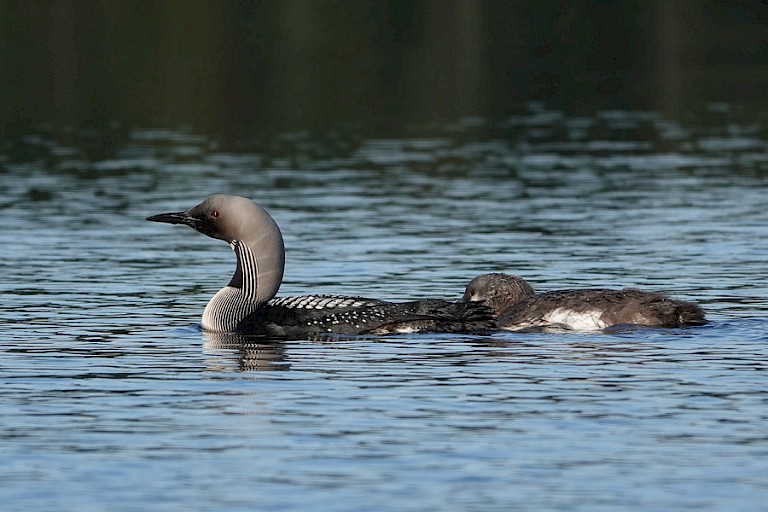Parelduiker met jong.