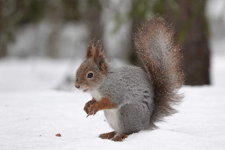 In de winter is de eekhoorn te zien.