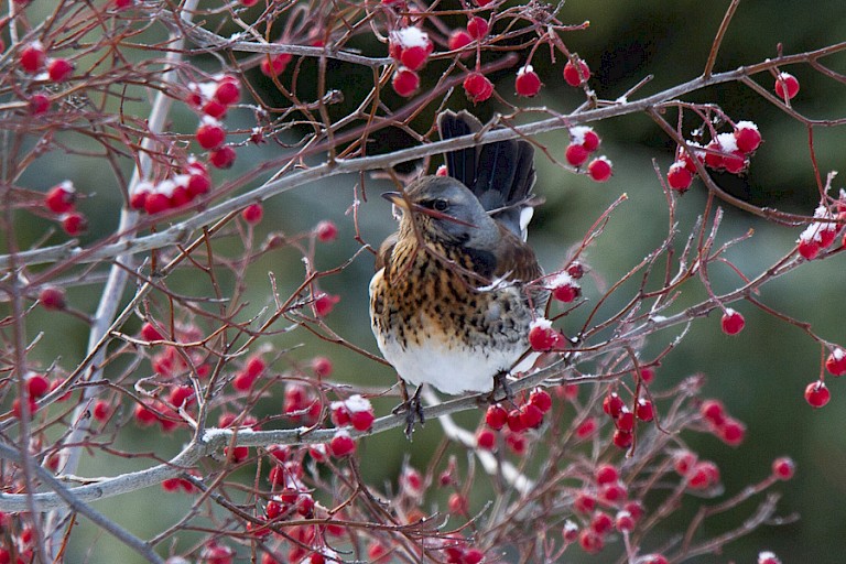 Aan het begin van de winter zijn er nog genoeg bessen voor de Kramsvogels.