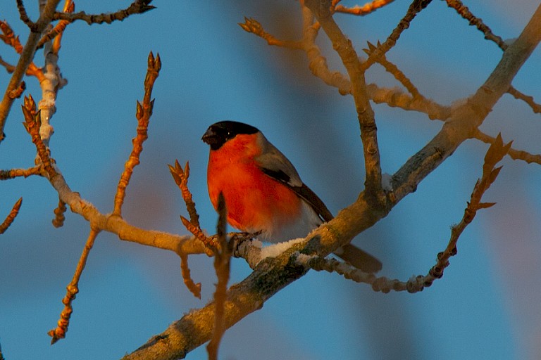 Mannetje van de Goudvink.