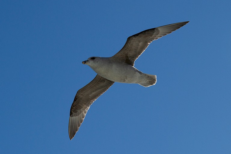 Noordse stormvogel.