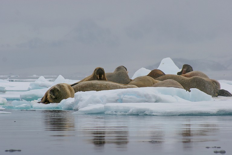 Groep walrussen op het pakijs.
