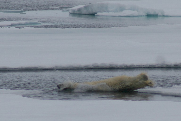 Duikende ijsbeer tussen het pakijs.