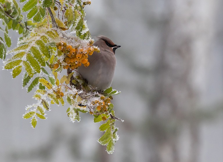 Pestvogels worden aangetrokken door de laatste bessen in de bomen.