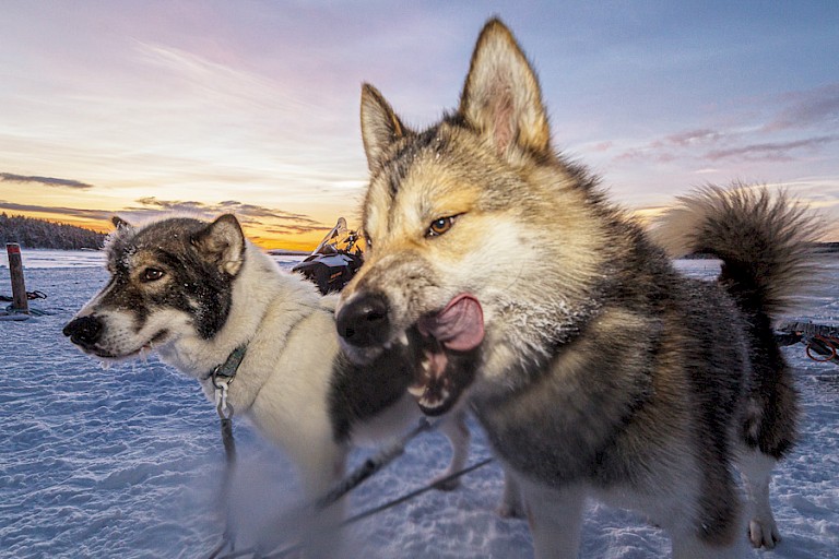 De honden staan klaar om te vertrekken.