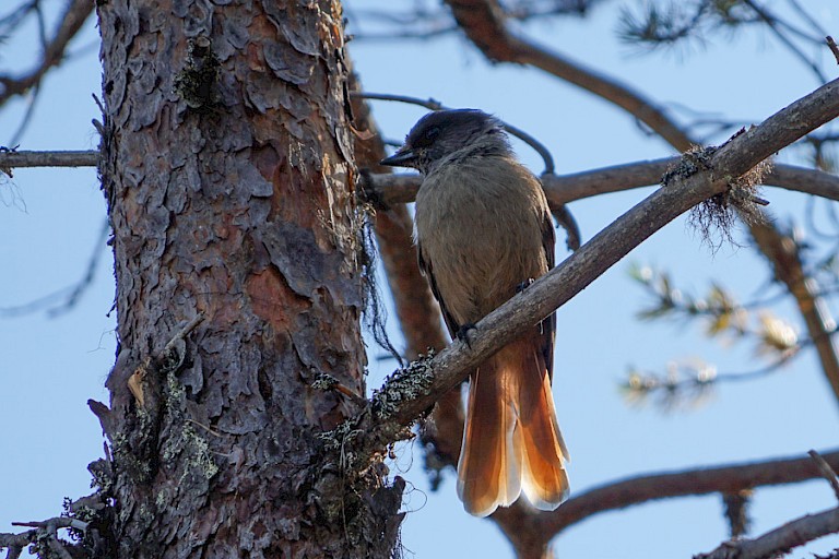 Taigaai in Oulanka NP.
