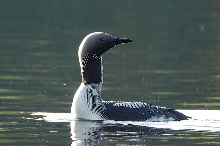 Roodkeelduiker.