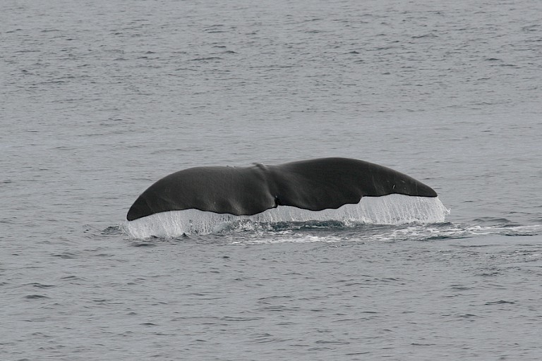 De kenmerkende staart van de Groenlandse walvis. Foto: Vonk, Texel.