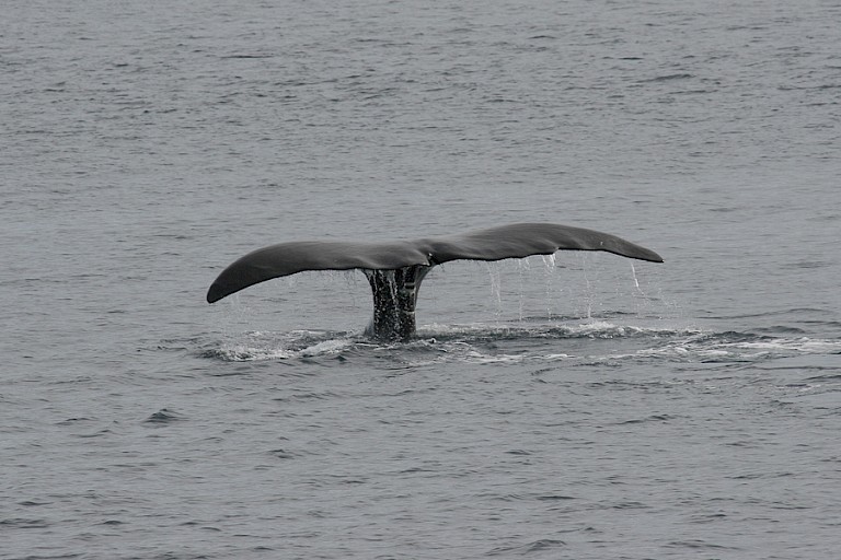 Onderduikende Groenlandse walvis. Foto: Vonk Texel.