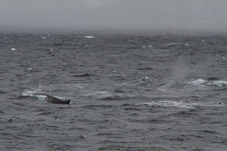 Opduikende Bultruggen voor de kust bij Zuidwest-Spitsbergen.