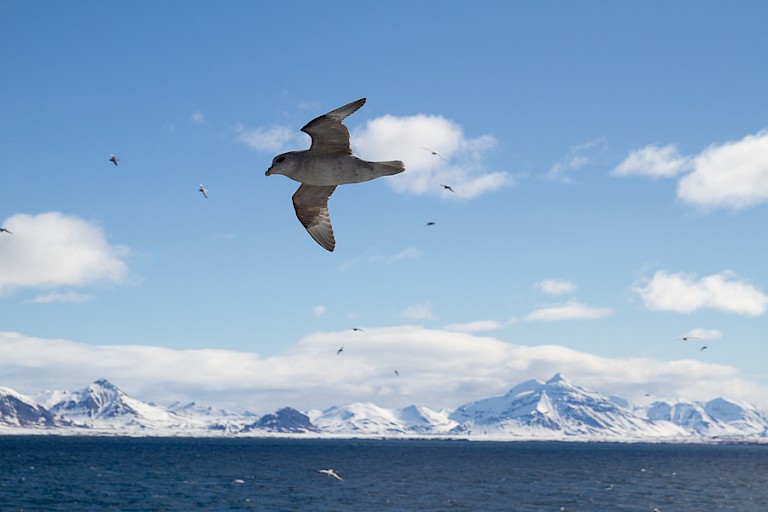 Onderweg zeilen Noordse stormvogels met het schip mee.