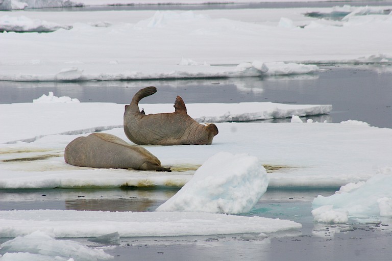 Walrussen op het pakijs.
